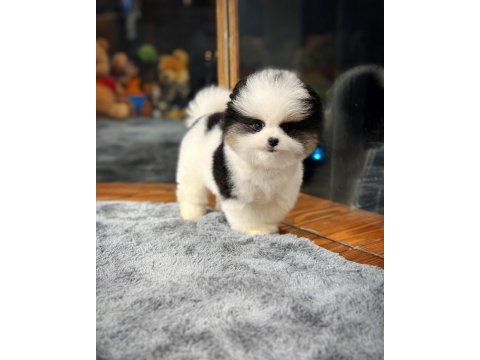 Harika yüz güzelliğine sahip pomeranian yavrularımız