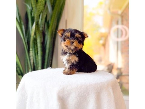 Sevimli yorkshire terrier yavrumuz yeni ailesini arıyor
