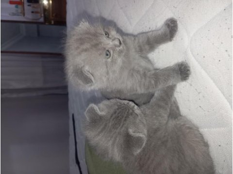 45 günlük scottish fold bebeklerim sahiplendirmeye hazır