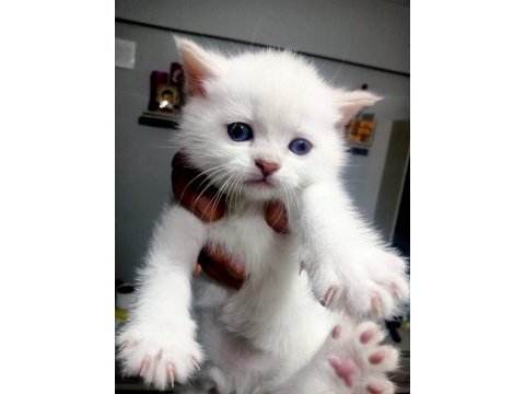 British blue point yavrular