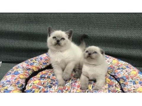 Türkiyenin en güzel british shorthair bebekleri