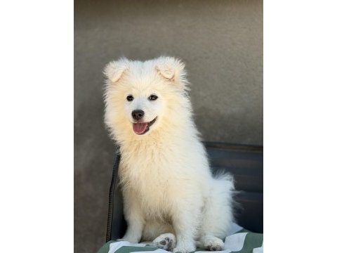 Babyface samoyed yavrumuz