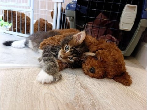 Toy poodle yavrularımız kilogram garantili