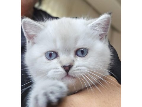 British blue point dişi ve erkek yenı yuvalarını arıyor