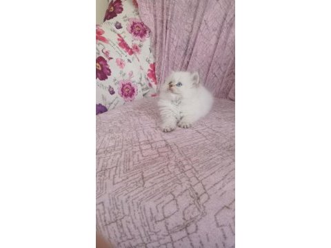 British longhair golden point erkek