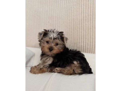 Ev ortamından yorkshire terrier yavrular