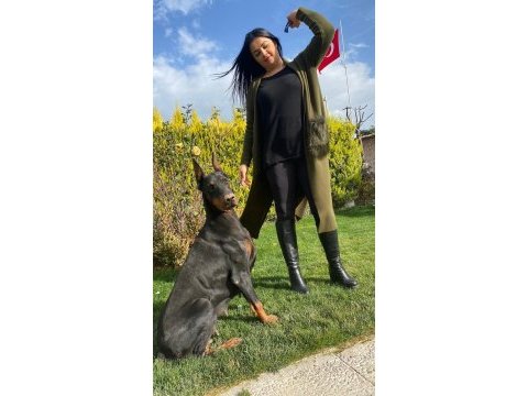 Üst kalite king doberman yavrularım