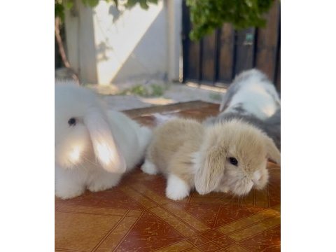 Hollanda lop tavşanı mavi gözler