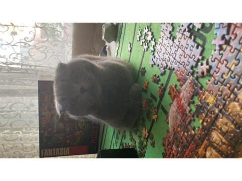 Scottish fold yetişkin kedimiz