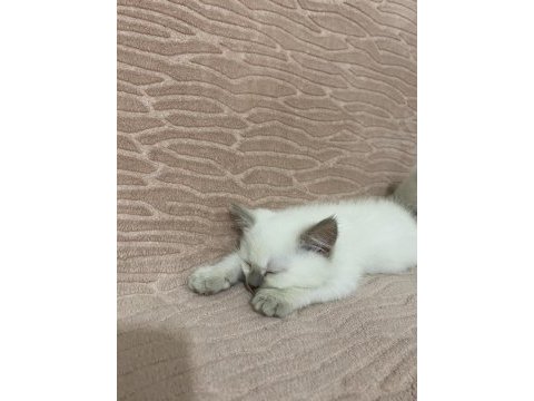 British shorthair yavrularımız yeni ailesine hazırdır