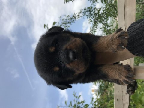 Dişi yavrular rottweiler