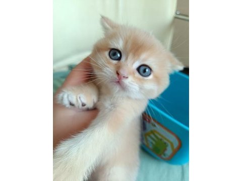 Safkan british shorthair bebeklerimiz