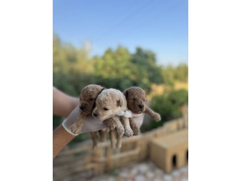 Rezerveye açık 3 erkek toy poodle