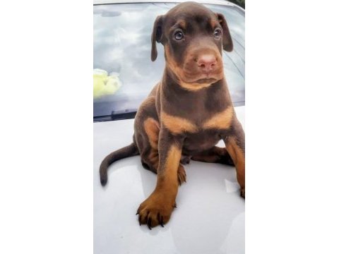 Şampiyon soydan doberman yavrular