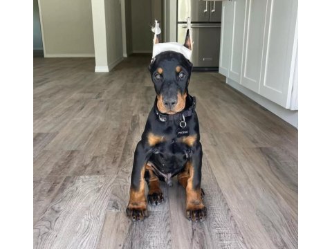 Doberman kapıda ödemeli çiftlik kredi kartı geçer