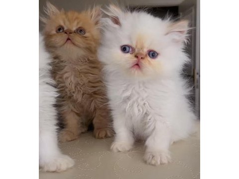 İran bebekler persian exotic ws