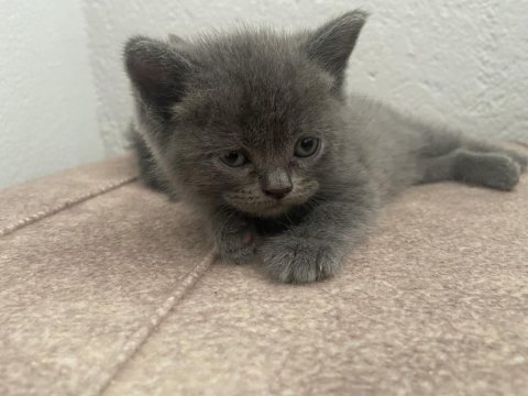 British shorthair 2 tane yavrumuz
