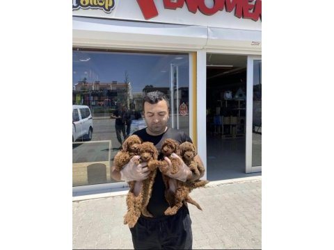Toy poodle teslimler başladı ankara mağazamızda 