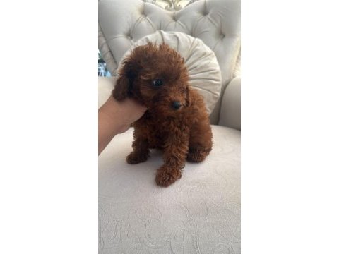 Toy poodle 3 aylık