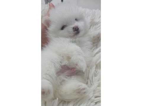 10 güne hazır kar beyaz yavru köpekler
