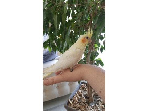 1 aylık sultan papağanı yavrular