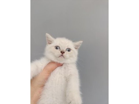 British shorthair linç point