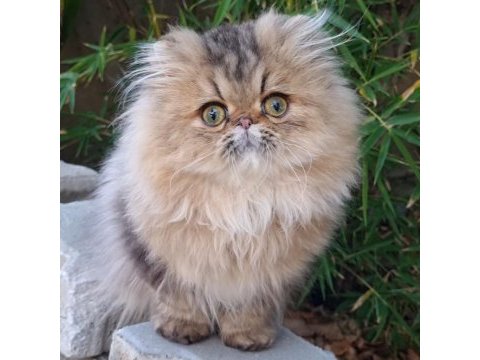 İran chinchilla safkan