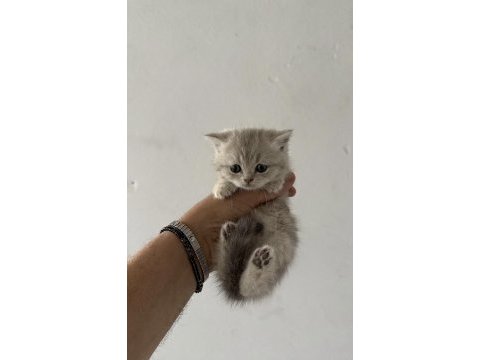 Safkan british shorthair yavrularımız