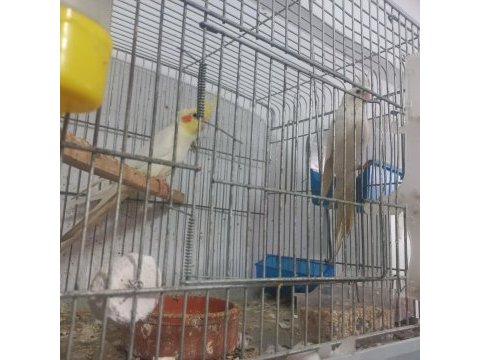 Albino lutino takım sultan papağanı