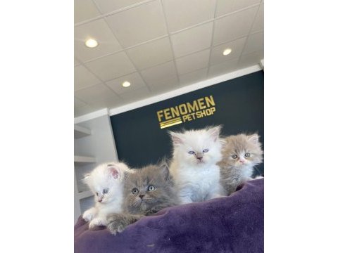 Orjinal ırk yavru kediler ankara