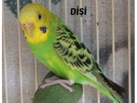 2 tane damızlık muhabbet kuşu