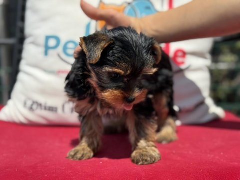 Wc eğitimli tea cup yorkshire terrier yavrularımız