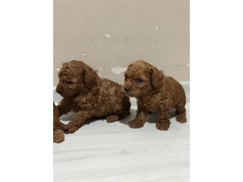 Toy poodle bebekler