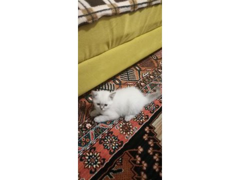 Çok sağlıklı kum ve mama alışkanlığı var scottish