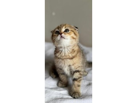 Ny24 golden scottish fold bebeklerimiz