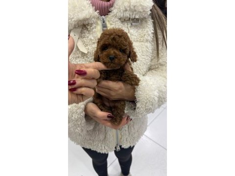 Kore poodle
