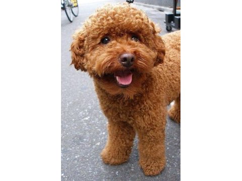 Eşleştirme adayı red toy poodle 3 kg kaliteli sperm
