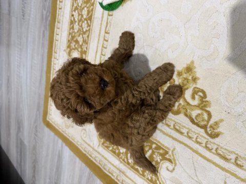 Poodle sahiplenmek 3 aylık