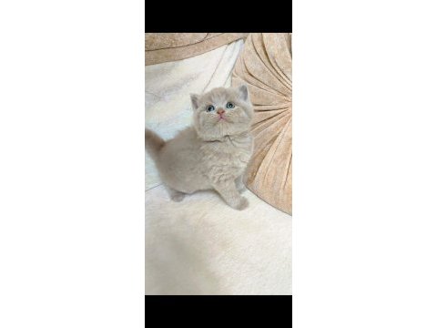Şekerilinkoo ve fıstılınkoo kediler
