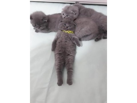 Baby scottish fold sahiplerini bekliyor