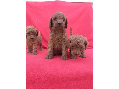Kaliteli poodle yavrularımız