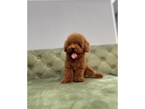 Kore toy garantili red brown toy poodle bebeklerimiz