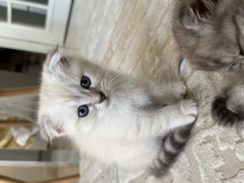 4 kg mama karşılığında sahiplendirilecek kediler