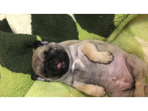 Pug mops yavru