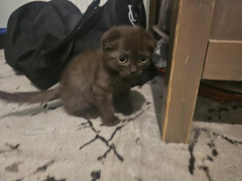 3 aylık scottish fold (kıvrık kulaklı) kahverengi