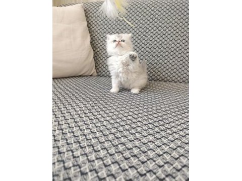 Silver kız kardeş kediler