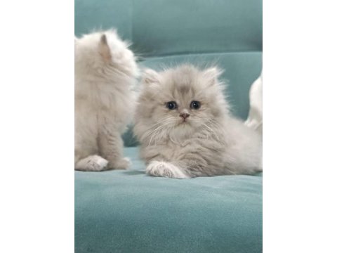 Golden british longhair