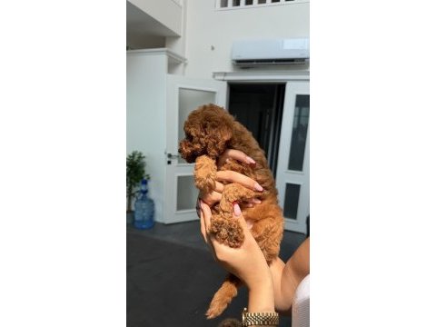 45 günlük erkek toy poodle