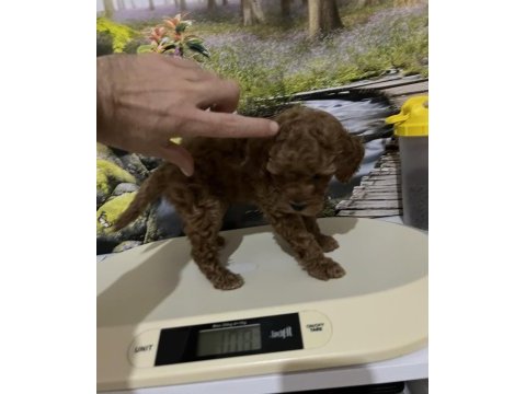Çok tatlı, orijinal toy poodle yavrusu