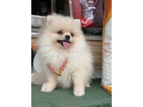 Ayı surat teacup pomeranian yavrularımız